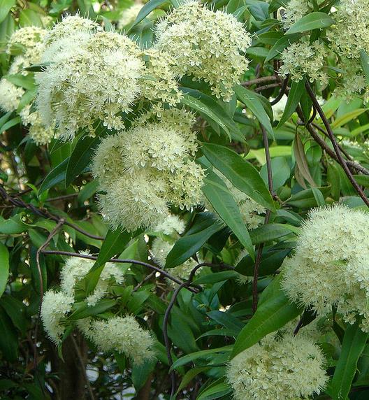 Backhousia citriodora - Murta Limão, Árvore Verbena doce, Australian Lemon Myrtle - Imagem 2