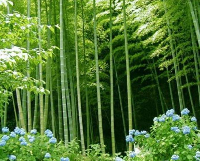Bambusa bambos (Bambusa arundinacea) - Bambu Indiano, Bambu Gigante, Giant Thorny Bamboo - Imagem 3