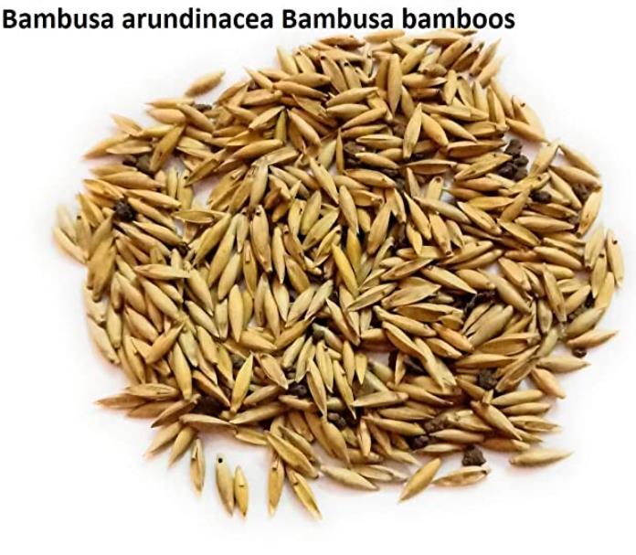 Bambusa bambos (Bambusa arundinacea) - Bambu Indiano, Bambu Gigante, Giant Thorny Bamboo - Imagem 5