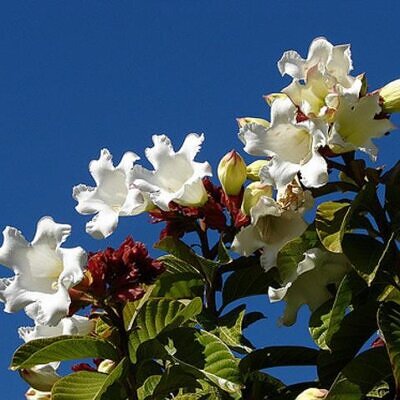 Beaumontia Grandiflora - Trepadeira Trombeta De Arauto,trepadeira Trombetas Do Nepal, Trombeta Branca