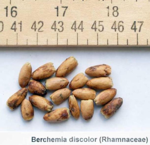 Berchemia discolor - Ameixeira africana, Árvore do Marfim castanho - Imagem 2