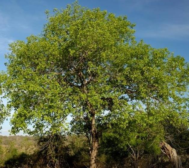 Berchemia discolor - Ameixeira africana, Árvore do Marfim castanho - Imagem 5