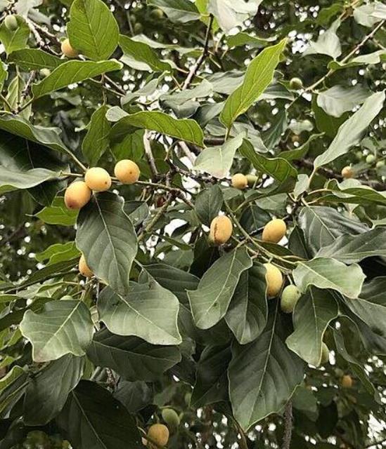 Berchemia discolor - Ameixeira africana, Árvore do Marfim castanho - Imagem 6