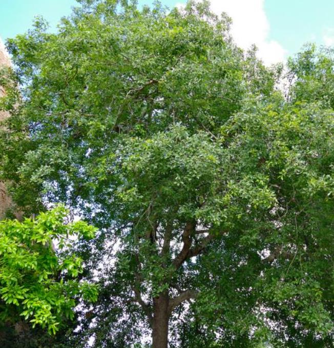 Berchemia discolor - Ameixeira africana, Árvore do Marfim castanho - Imagem 7