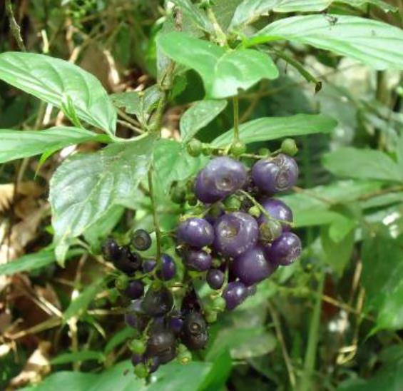 Bertiera guianensis - Bertiera fruto azul - Imagem 2