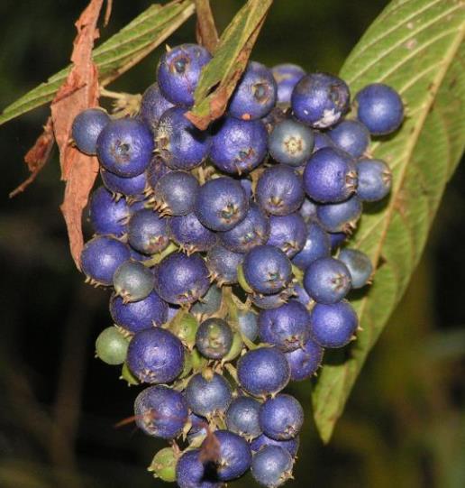 Bertiera guianensis - Bertiera fruto azul - Imagem 4