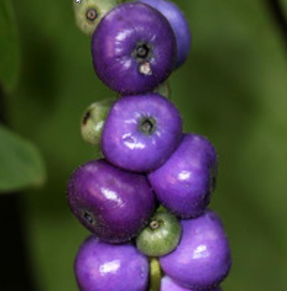 Bertiera guianensis - Bertiera fruto azul - Imagem 5