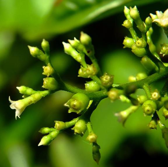 Bertiera guianensis - Bertiera fruto azul - Imagem 6