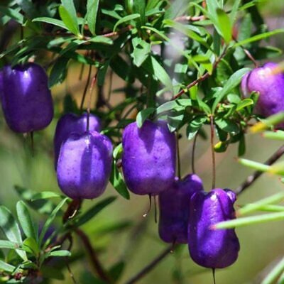 Billardiera longiflora - Maça Roxa, Trepadeira de Maças Roxas, Purple Apple Berry Vine