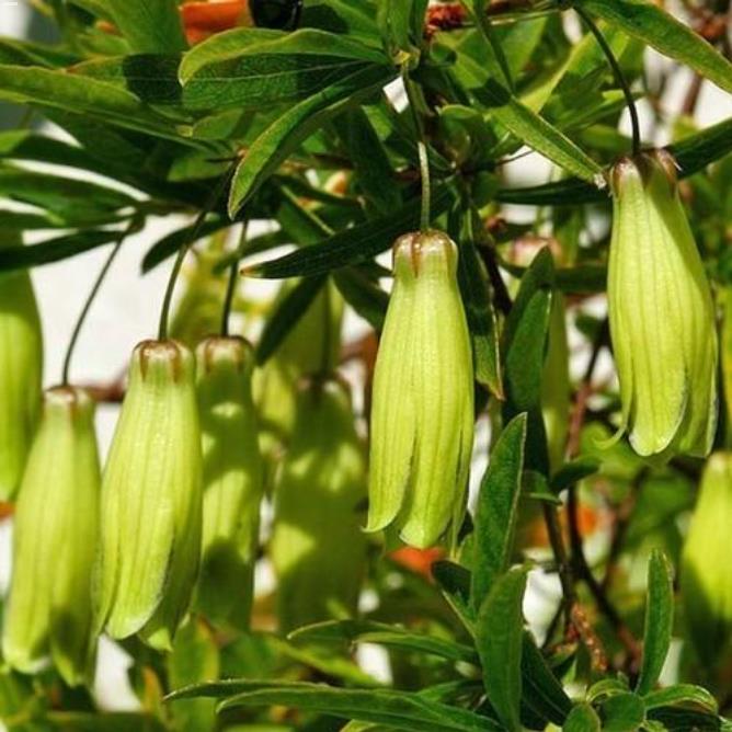 Billardiera longiflora - Maça Roxa, Trepadeira de Maças Roxas, Purple Apple Berry Vine - Imagem 2