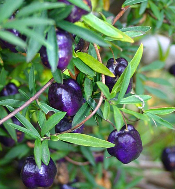 Billardiera longiflora - Maça Roxa, Trepadeira de Maças Roxas, Purple Apple Berry Vine - Imagem 3