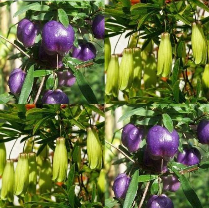 Billardiera longiflora - Maça Roxa, Trepadeira de Maças Roxas, Purple Apple Berry Vine - Imagem 4
