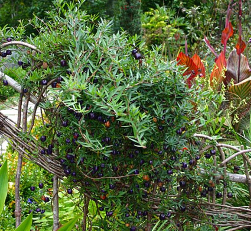 Billardiera longiflora - Maça Roxa, Trepadeira de Maças Roxas, Purple Apple Berry Vine - Imagem 5