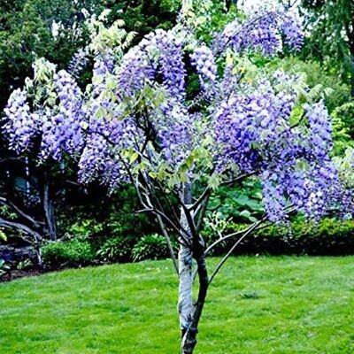 Bolusanthus speciosus - Wisteria Africana, Árvore Glicínia da Rodésia, Árvore Madeira Elefante