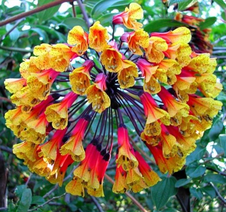 Bomarea multiflora - Bomarea, Trepadeira Lírio Bomarea, Lírio da Colômbia - Imagem 3