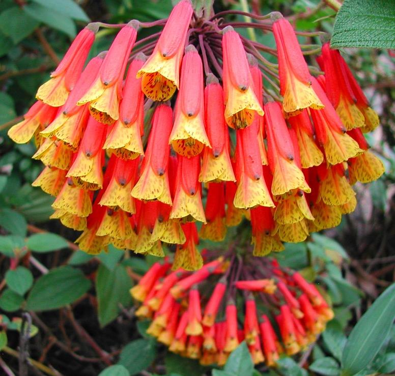 Bomarea multiflora - Bomarea, Trepadeira Lírio Bomarea, Lírio da Colômbia - Imagem 4