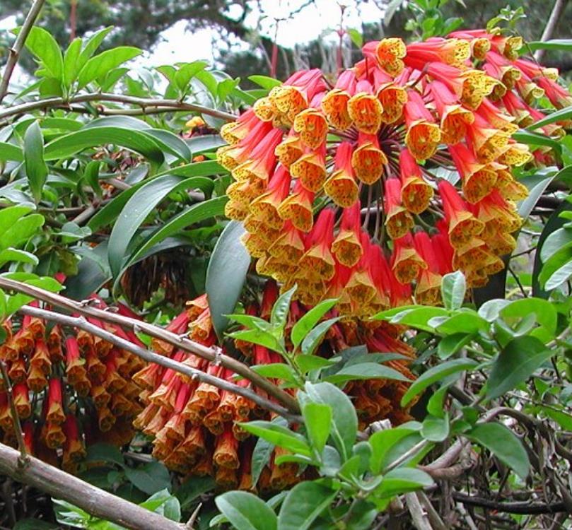 Bomarea multiflora - Bomarea, Trepadeira Lírio Bomarea, Lírio da Colômbia - Imagem 5