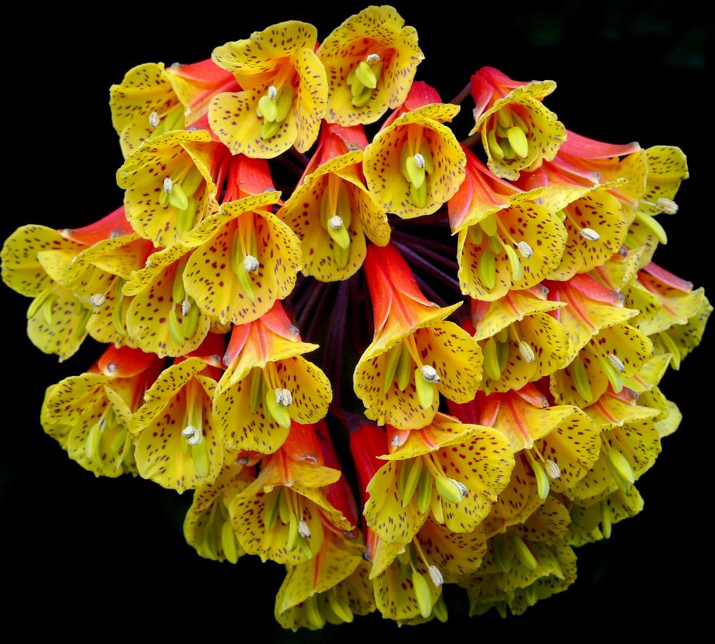 Bomarea multiflora - Bomarea, Trepadeira Lírio Bomarea, Lírio da Colômbia - Imagem 7