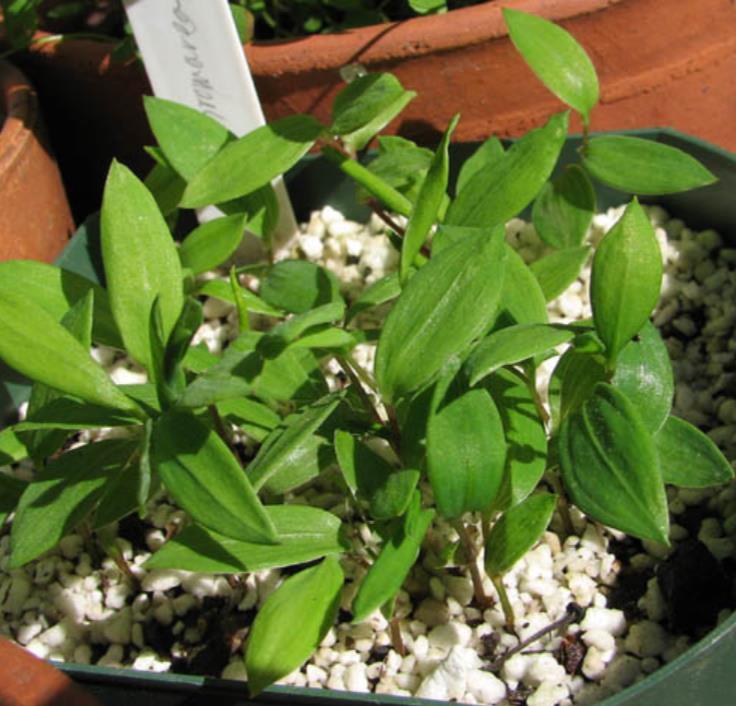 Bomarea multiflora - Bomarea, Trepadeira Lírio Bomarea, Lírio da Colômbia - Imagem 9