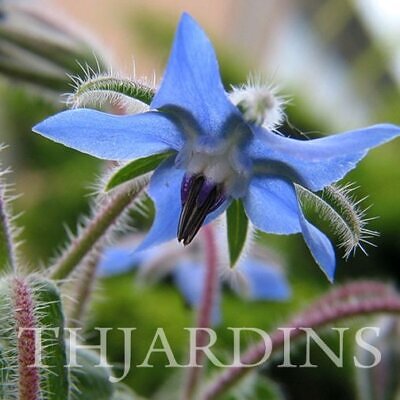 Borago Officinalis - Borrage, Flor Da Alegria