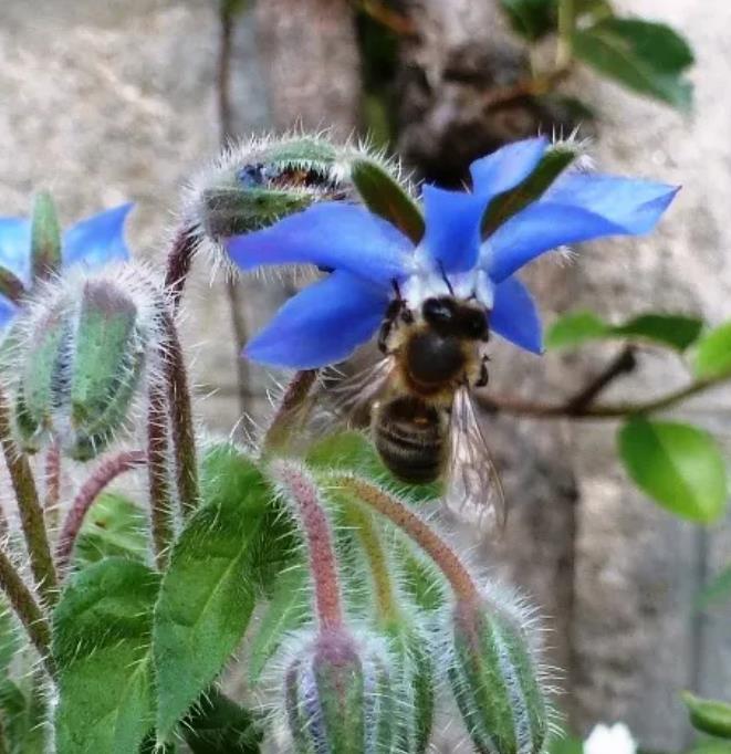 Borago Officinalis - Borrage, Flor Da Alegria - Imagem 2