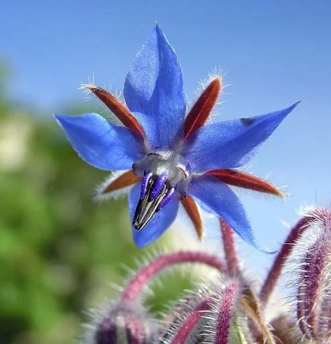 Borago Officinalis - Borrage, Flor Da Alegria - Imagem 3