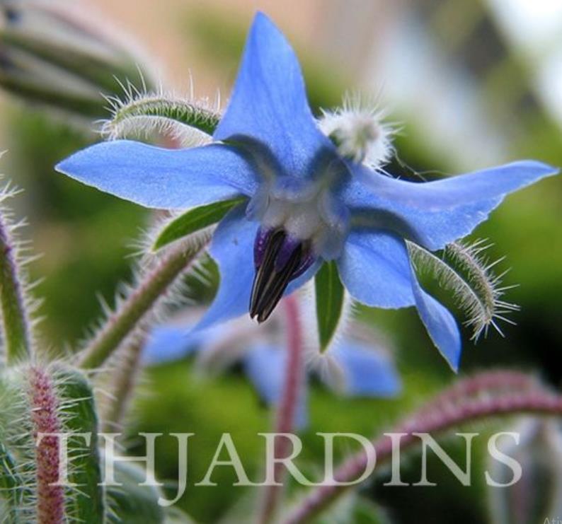 Borago Officinalis - Borrage, Flor Da Alegria - Imagem 5