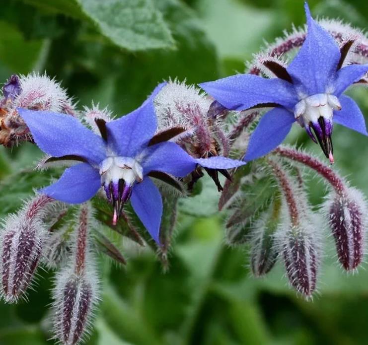 Borago Officinalis - Borrage, Flor Da Alegria - Imagem 6