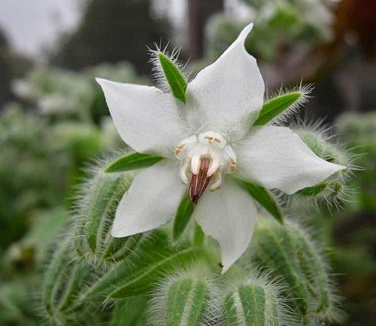 Borago Officinalis Alba - Borragem, Flor Da Alegria, Borage Floração Branco - Imagem 3