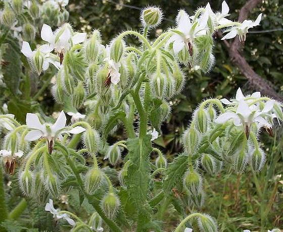 Borago Officinalis Alba - Borragem, Flor Da Alegria, Borage Floração Branco - Imagem 4