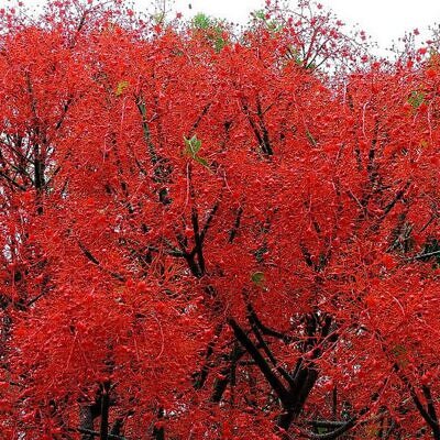 Brachychiton acerifolius - Árvore em Chamas, Árvore do Fogo, Kurrajong, Illawarra Flame Tree