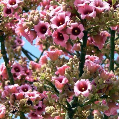 Brachychiton discolor - Árvore de Fogo Rosa, Kurrajong Rosa, Pink Flame Tree, Pink Kurrajong, Lacebark
