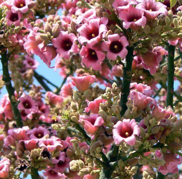 Brachychiton discolor - Árvore de Fogo Rosa, Kurrajong Rosa, Pink Flame Tree, Pink Kurrajong, Lacebark