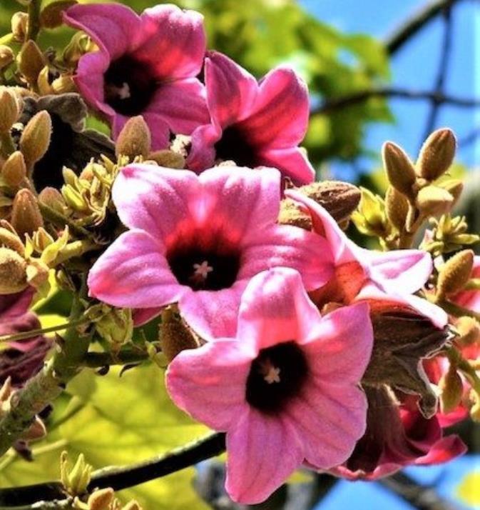 Brachychiton discolor - Árvore de Fogo Rosa, Kurrajong Rosa, Pink Flame Tree, Pink Kurrajong, Lacebark - Imagem 4