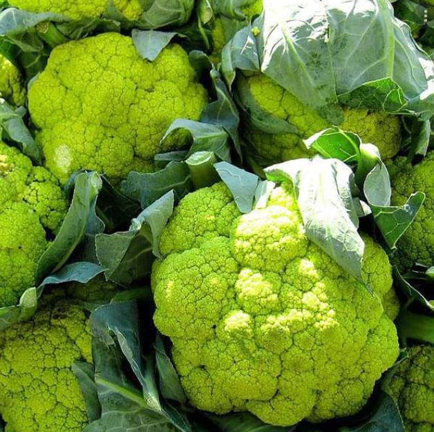 Brassica oleracea "Green Macerata" - Couve Flor Verde, Couve-Flor Cabeça Verde, Couve Flor Green Macerata - Imagem 2