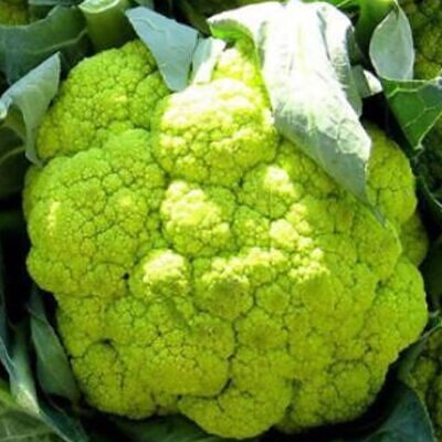 Brassica oleracea "Green Macerata" - Couve Flor Verde, Couve-Flor Cabeça Verde, Couve Flor Green Macerata