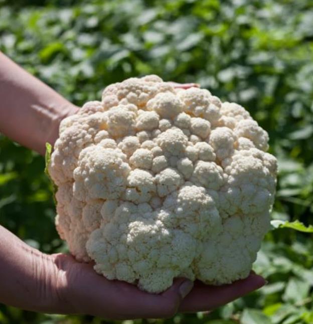 Brassica oleracea - Couve Flor Gigante de Nápoles - Imagem 2
