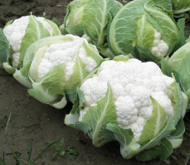 Brassica oleracea - Couve Flor Gigante de Nápoles - Imagem 3