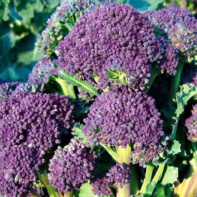 Brassica oleracea Early Purple Sprouting Broccoli (C.O) - Brócolis Brotos Roxos Precoces, Brócolis Brotando Roxo, Brócolis Brota Rebrota