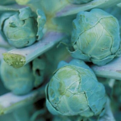 Brassica oleracea Gemmifera Long Island Improved - Couve de Bruxelas Melhorada