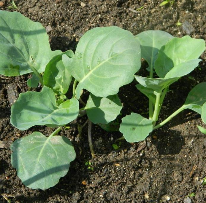 Brassica oleracea Kailaan (Gai Lan) - Couve Chinesa, Brócolis Chinês Kailaan (Gai Lan) - Imagem 2