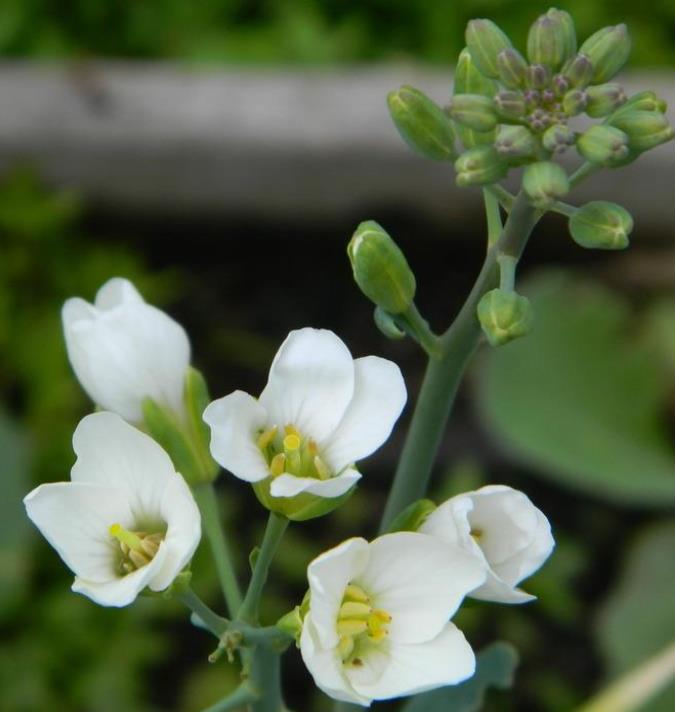 Brassica oleracea Kailaan (Gai Lan) - Couve Chinesa, Brócolis Chinês Kailaan (Gai Lan) - Imagem 3