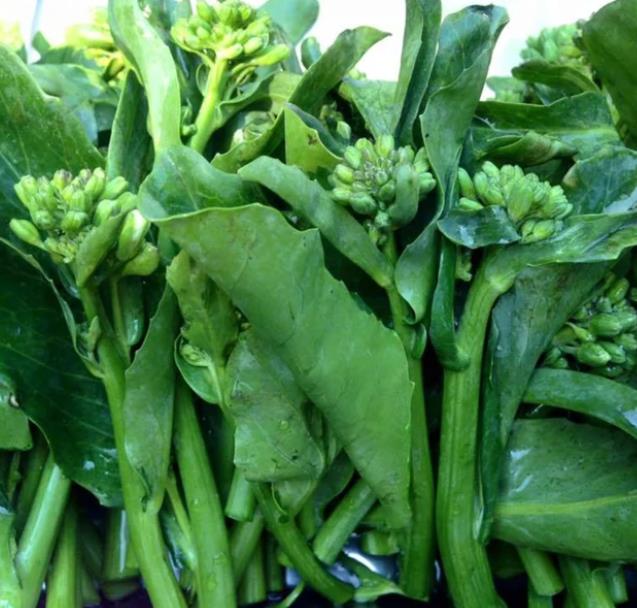 Brassica oleracea Kailaan (Gai Lan) - Couve Chinesa, Brócolis Chinês Kailaan (Gai Lan) - Imagem 4