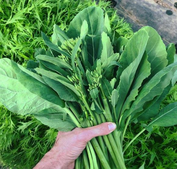 Brassica oleracea Kailaan (Gai Lan) - Couve Chinesa, Brócolis Chinês Kailaan (Gai Lan) - Imagem 5