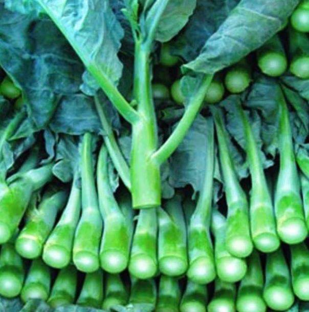 Brassica oleracea Kailaan (Gai Lan) - Couve Chinesa, Brócolis Chinês Kailaan (Gai Lan) - Imagem 6