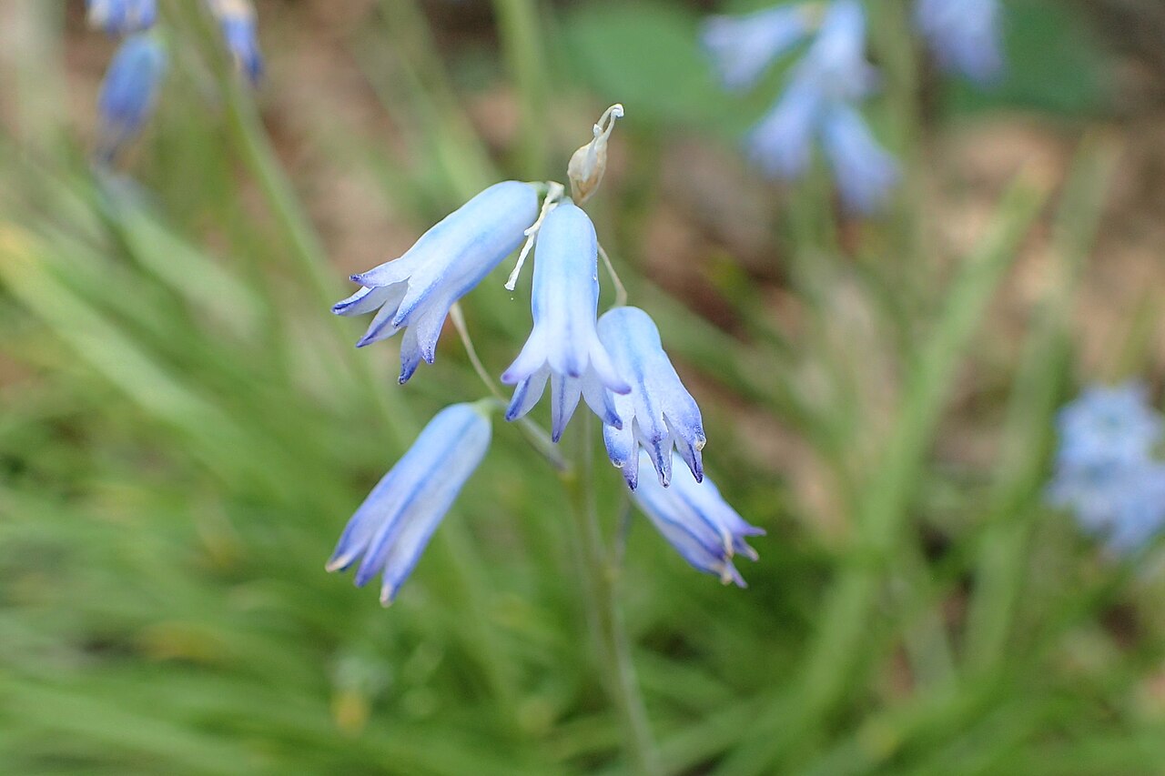 Brimeura amethystina - Jacinto Ametista, Brimeura, Jacinto da Córsega - Imagem 2