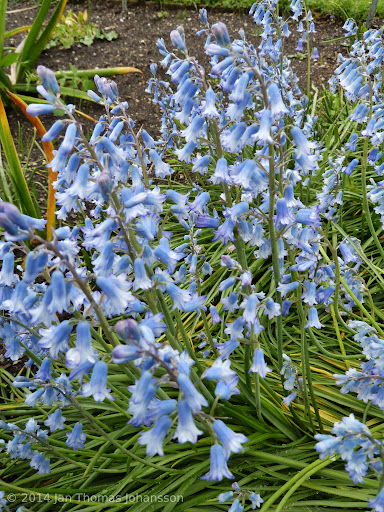 Brimeura amethystina - Jacinto Ametista, Brimeura, Jacinto da Córsega - Imagem 3