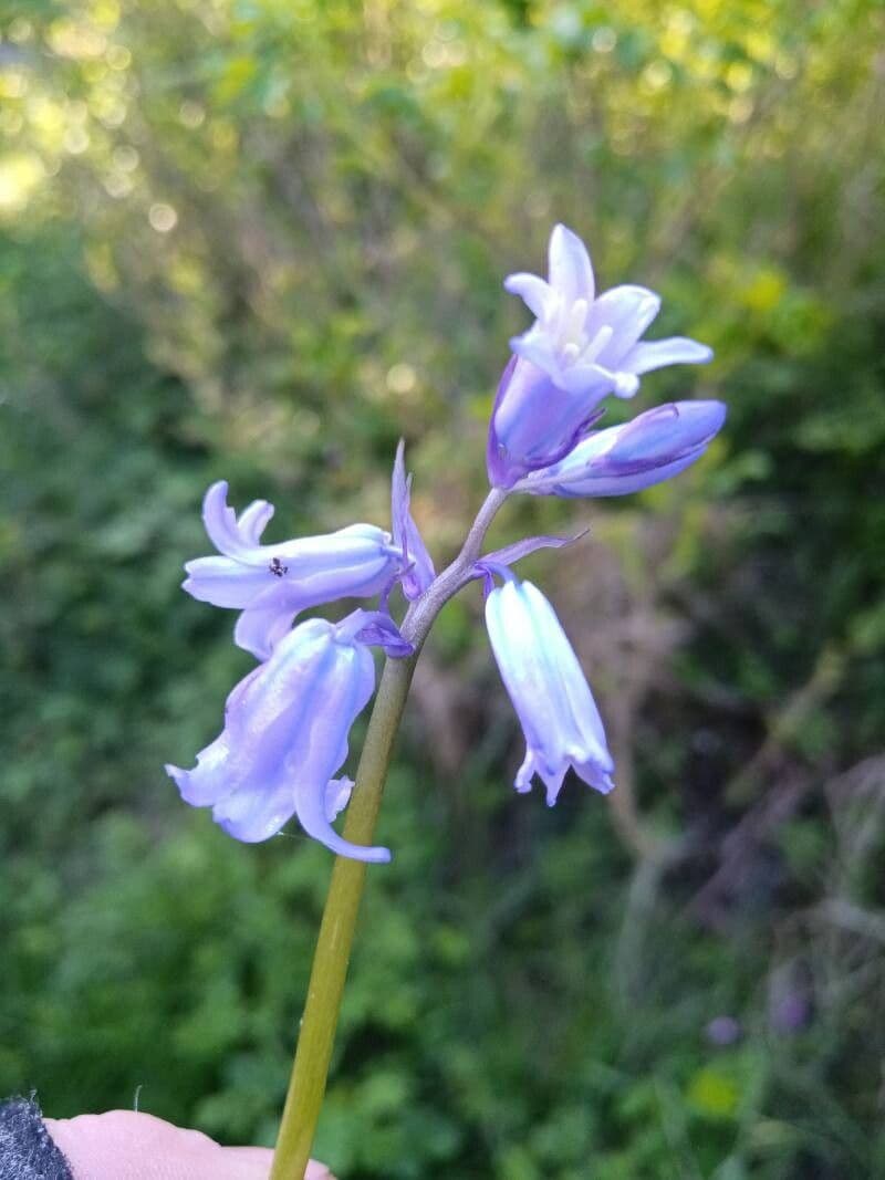 Brimeura amethystina - Jacinto Ametista, Brimeura, Jacinto da Córsega - Imagem 4