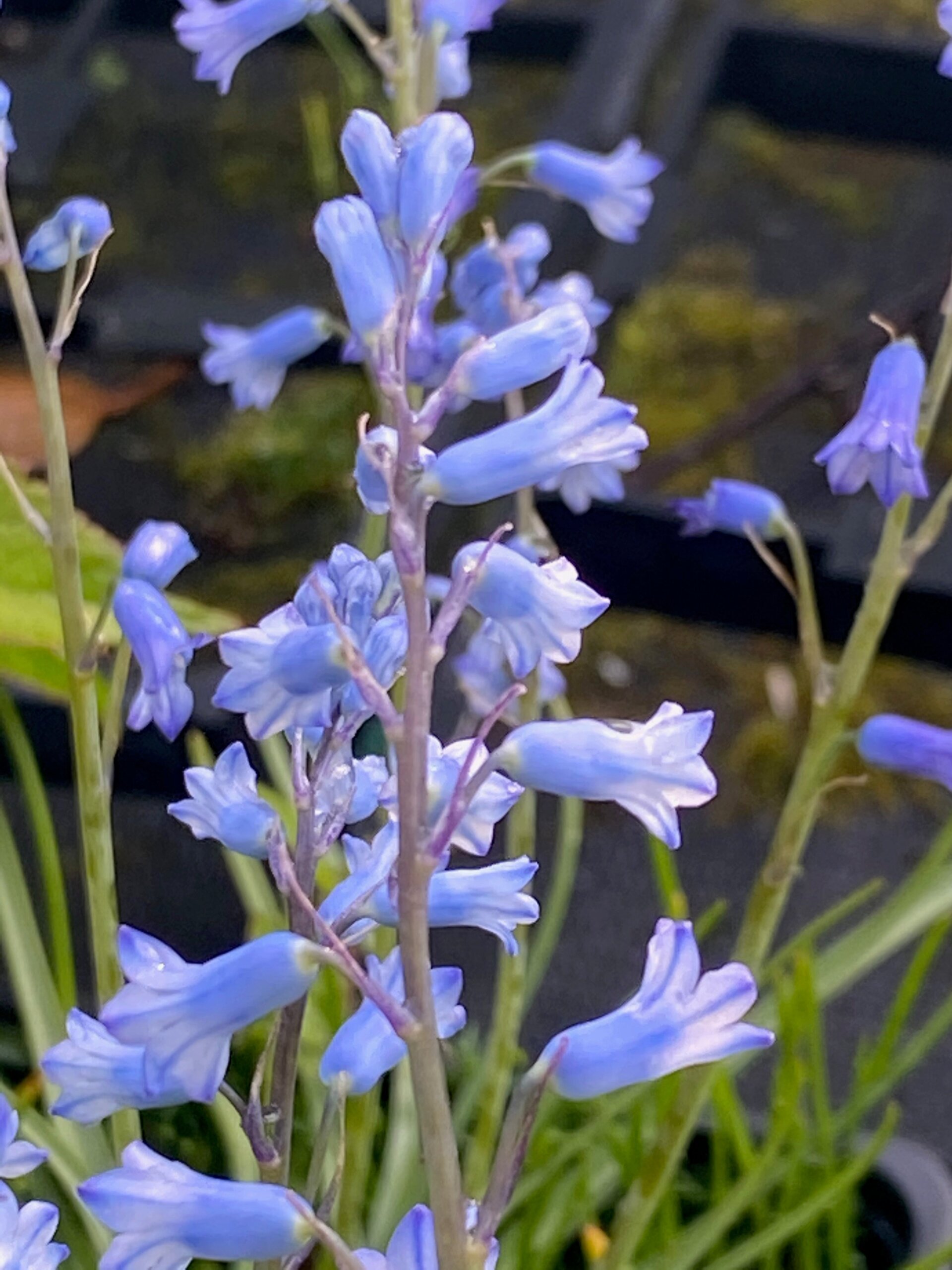 Brimeura amethystina - Jacinto Ametista, Brimeura, Jacinto da Córsega - Imagem 5