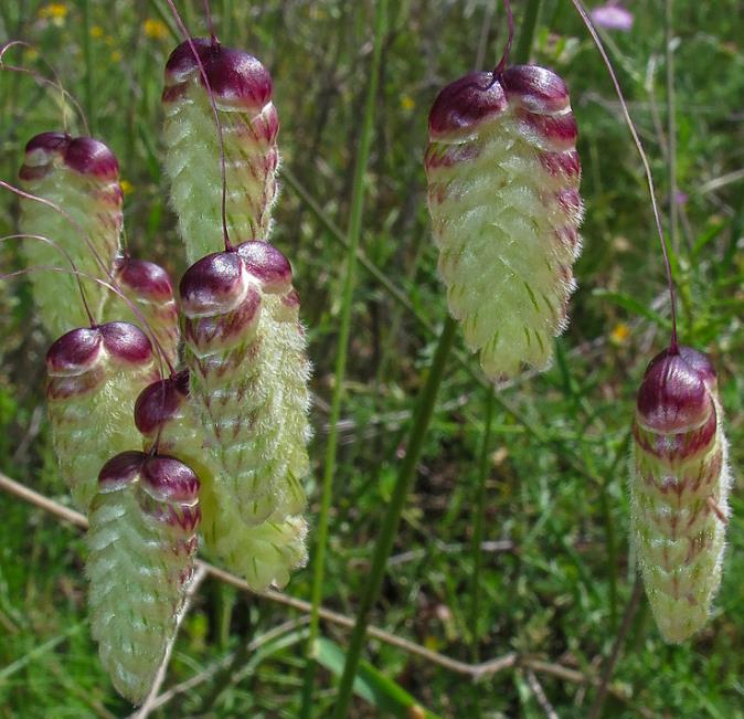 Briza maxima - Grama Chocalho, Grama Abelhinha, Grama Pérola, Quaker Grass - Imagem 2